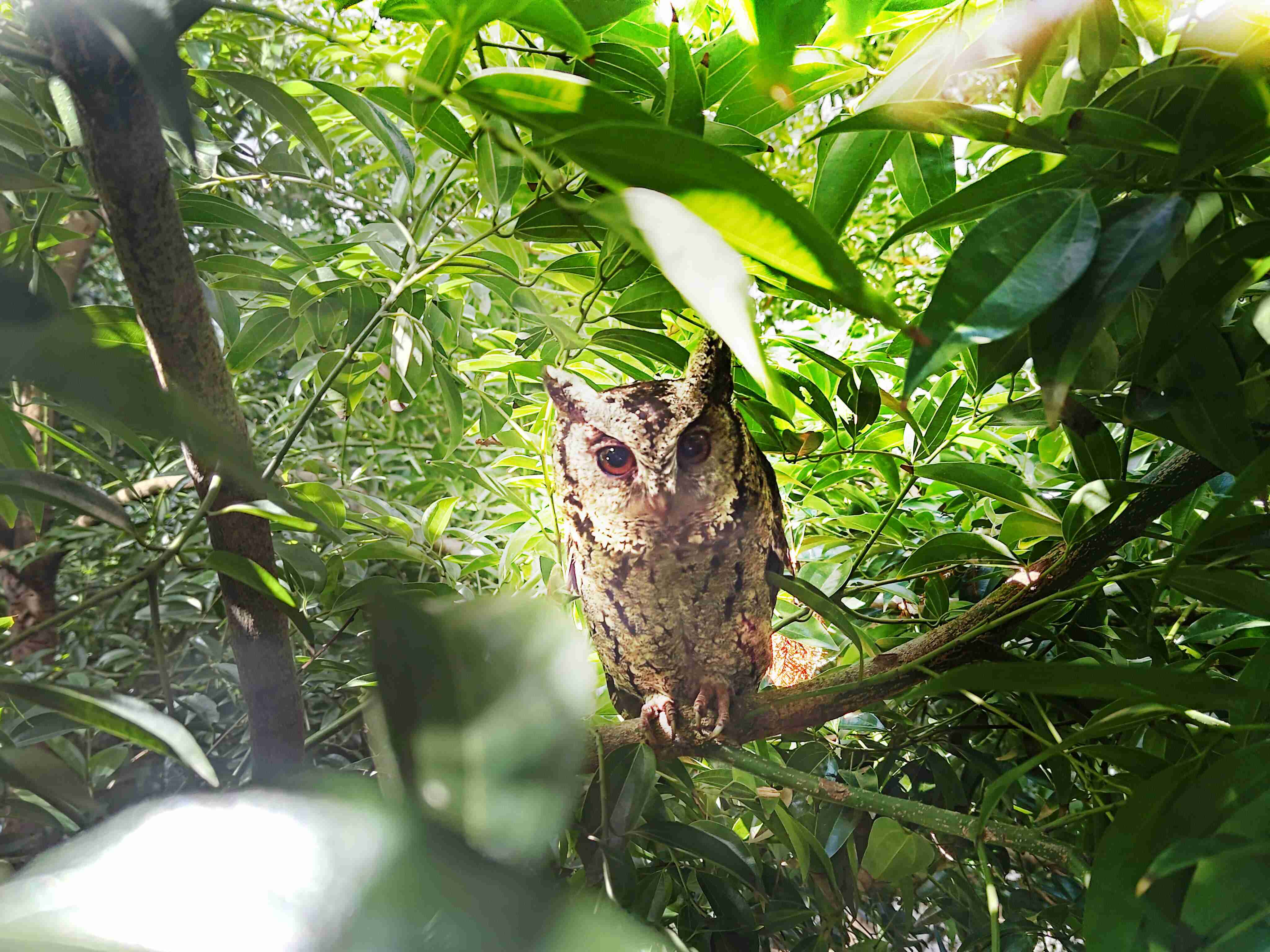 尊龙集团致力提倡净零绿生活，，，16年以来在全球各厂区植树逾百万棵，，，造就各厂区树木蔚然成林，，犹如森林工厂，，，成为许多生物的栖息地